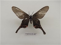 藏品(雙排鳳蛾)的圖片